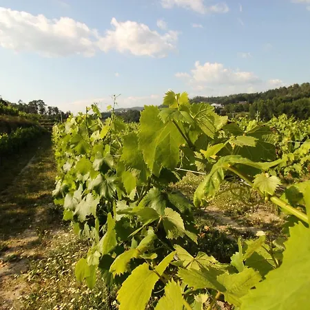 Quinta D'areda Wine&pool Experience Landhaus Fafe